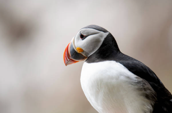 Close-up of an Atlantic puffin in profile